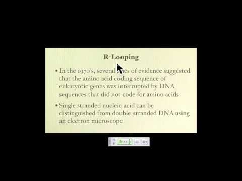 Genetics A Conceptual Approach: Chapter 14