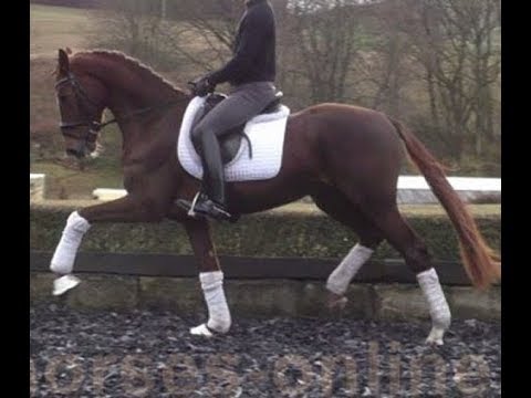 SOLD 2015 outstanding dressage gelding / Ausnahme Nachwuchspferd ! www.sporthorses-online.com