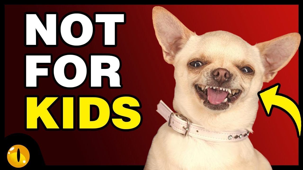 TOP 10 WORST DOG BREEDS FOR KIDS