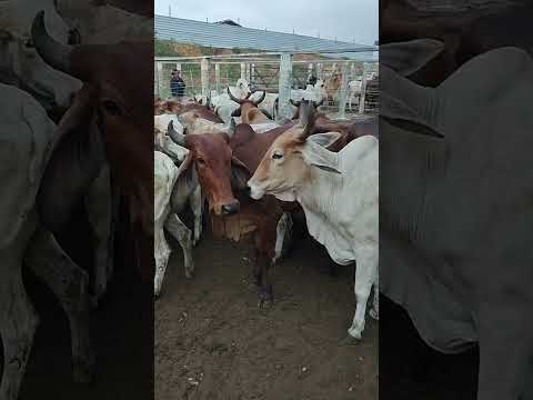 FEIRA DO GADO EM CIPÓ BA