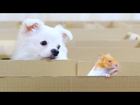Square Maze From Cardboard For Snowball Dog And Pudding Hamster | DIY Pet Toys