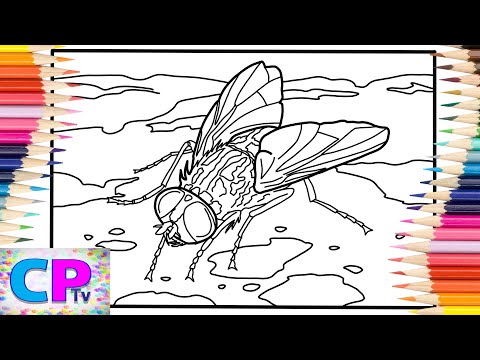Fly Coloring Pages/Insects Coloring/Elektronomia - Shine On (Ft. Katie McConnell)