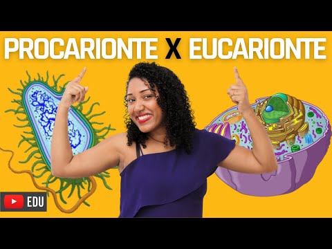 Diferenças célula Procarionte x Eucarionte