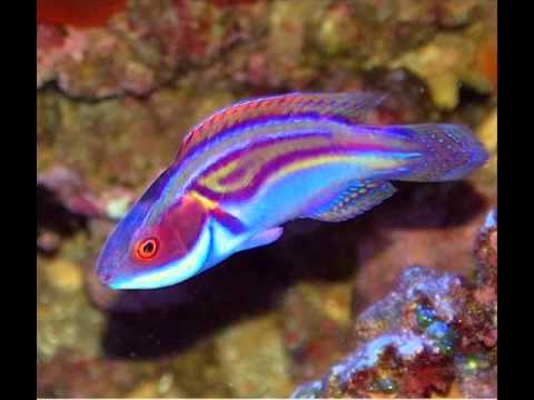 My top 10 wrasses