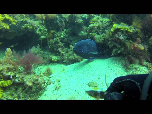 Scuba Diving at Seacliff Reef in South Australia