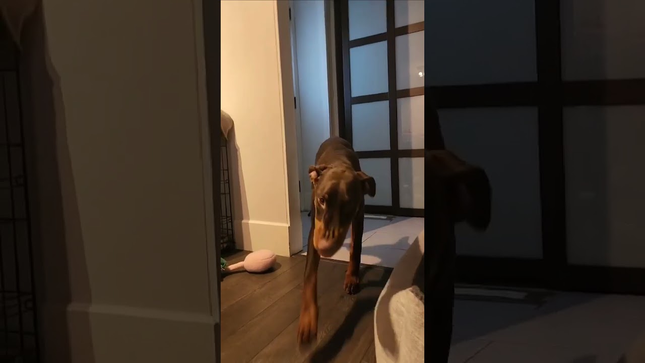 Enlarge Pluto (EDMONTON, AB), a Adopted Doberman Pinscher in Edmonton, AB video 6/6