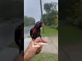 This bird is his best friend ❤️ - Vargas Stories This bird is his best friend ❤️