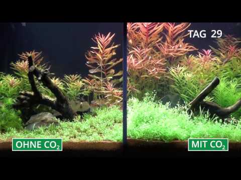 Pflanzenaquarium mit und ohne CO2 im Zeitraffer
