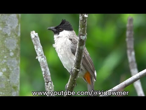 Bulbul tmavohlavý (Pycnonotus aurigaster) — video o speve a chove
