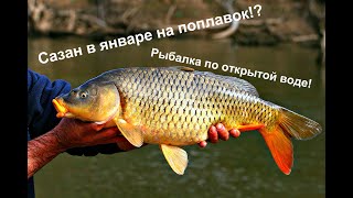 На что клюет карп в январе 2020