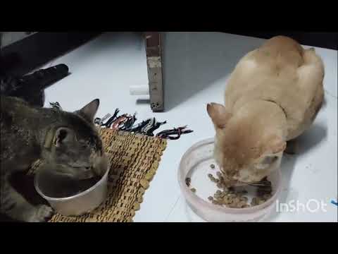 Kitna ganda ho ke aya hai