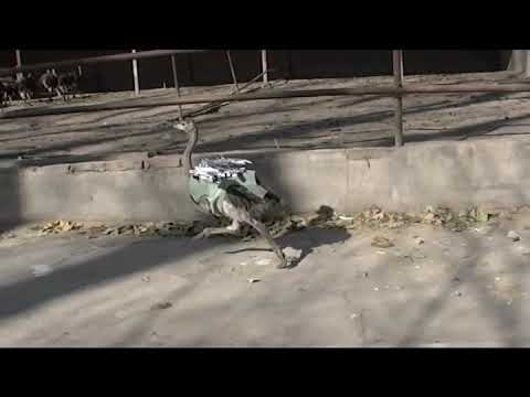 YouTube video