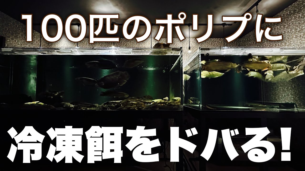 100匹のポリプに冷凍餌をドバる！