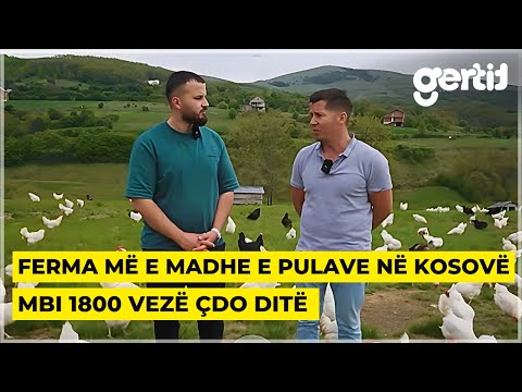 Me 250 mijë euro investime dhe 11 hektarë tokë, kjo është ferma më e madhe e pulave në Kosovë