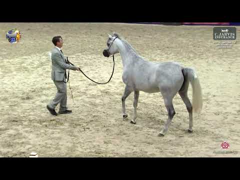 N 68 D ASERAH   41st All Nations Cup and 6th ANC Straight Egyptian   Aachen 2025   Fillies 3 Years O