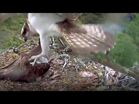 Louis the Loch Arkaig Osprey brings a log and promptly loses it overboard 11 Jun 2019