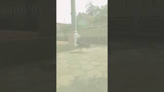 Download lagu story wa ayam bangkok😋 mp3