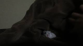 ねむるの 暴走