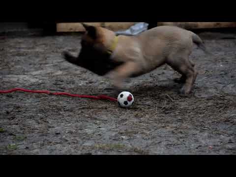Belgian Malinois puppy for sale