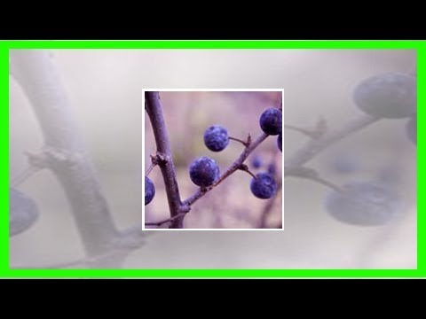 Schlehe – die vergessene Wildfrucht