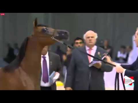 N.36 ETLALAT AL KHALEDIAH - Dubai 2016 - Yearling Fillies (Class 2A)