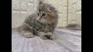 スコティッシュフォールドの動画01