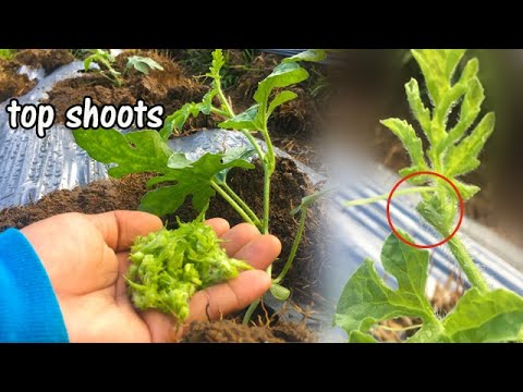 v117: How I prune Watermelon vines? | Bakit ko tinatanggal ang talbos ng pakwan?