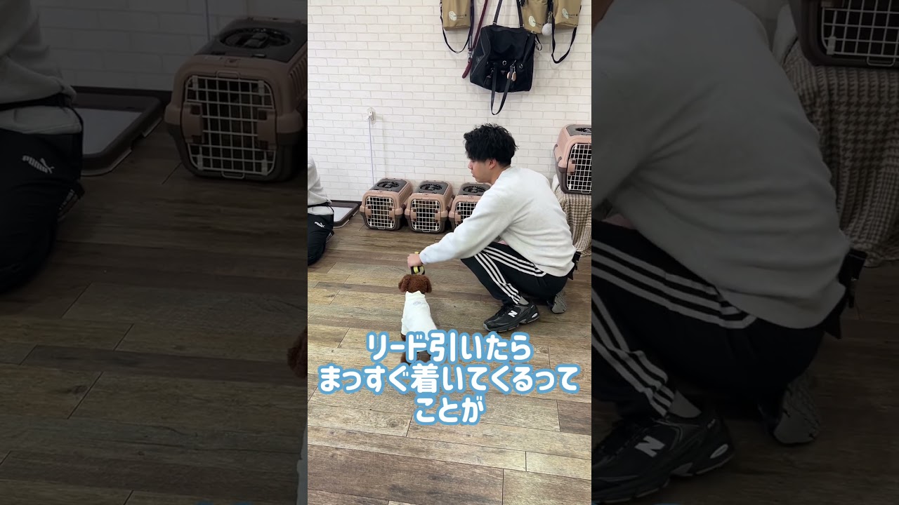 指導:リードコントロール #ドッグトレーナー田口