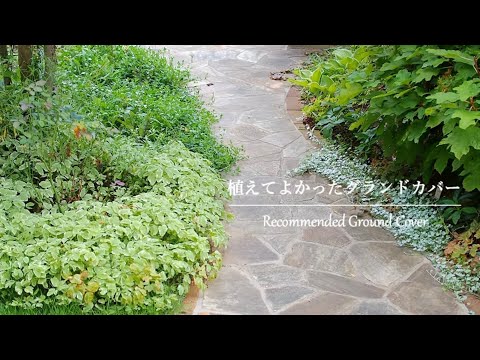 バラの茂みの根元にあるグランドカバーは何ですか?マルチの種類と技術の関連性  庭園