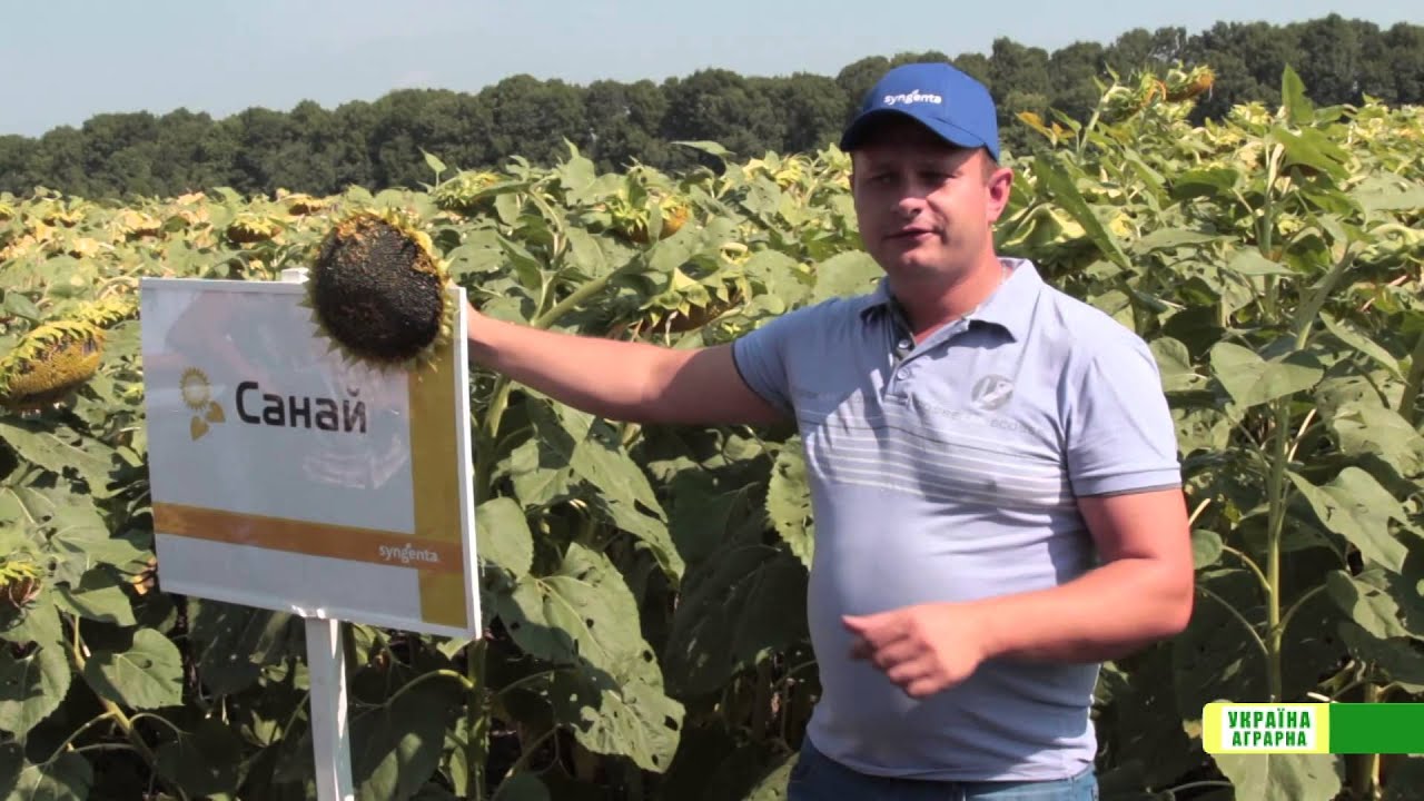 Семена подсолнечника НК НЕОМА