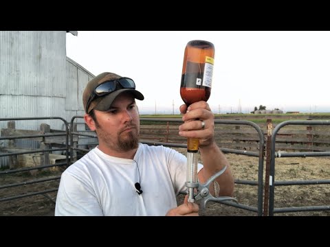 YouTube video about: Can you give la 200 orally to dogs?