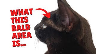 Bald Spot Between Ears & Eyes On Cats | Two Crazy Cat Ladies