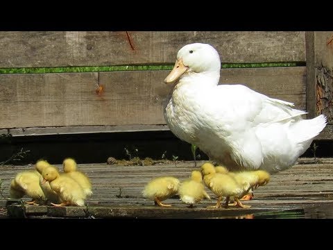 Маленькие желтые утята домашней утки, Little ducklings