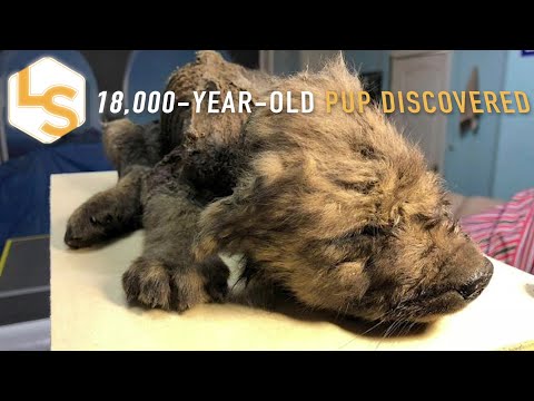 18,000-Year-Old Pup "Dogor" is a Wolf