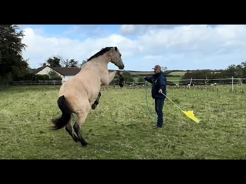Abused and Starved Horse Is So Troubled! Can I help?