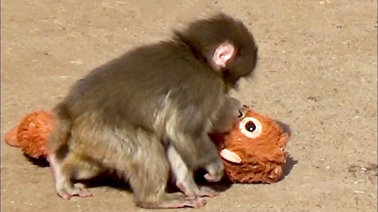 Punch forgot Mom! 😱 Realizes before home and sprints back