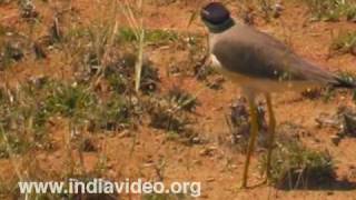 Yellow-Wattled Lapwing