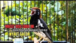 Download lagu ANIS KEMBANG MANAPUN PASTI LANGSUNG NYAUT DENGAR PANCINGAN ANIS PUNGLOR INI, MASTERAN ANIS KEMBANG mp3 Download lagu ANIS KEMBANG MANAPUN PASTI LANGSUNG NYAUT DENGAR PANCINGAN ANIS PUNGLOR INI, MASTERAN ANIS KEMBANG mp3