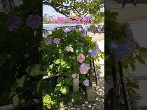 池の周りにある植物は何ですか？周囲の花を咲かせるのに最適な 10 種以上の種  庭園