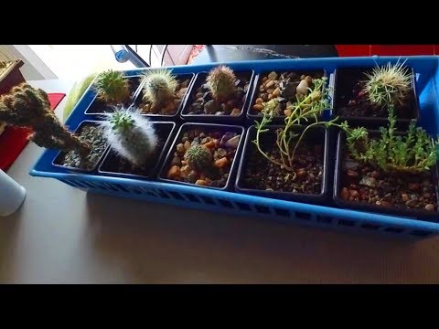 Попугай Гриша мешает съёмке.  Коллекция кактусов / Gregory The Parrot. Collection of cacti