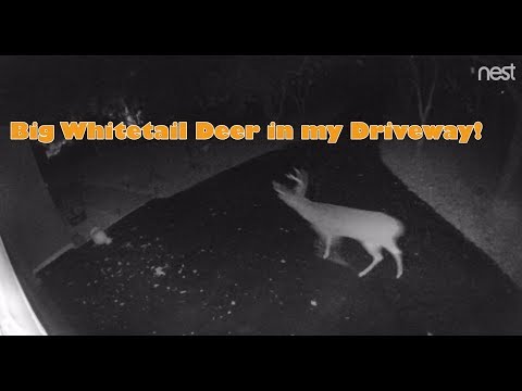 Big Buck - A big Whitetail Deer walks across my driveway and backyard!