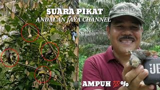 Download lagu Pikat burung menggunakan suara pikat andalan jaya channel sangat AMPUH mp3