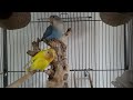Bonnie and Clyde two Lovebirds / pygmy parrots explore their new home