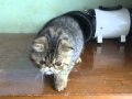 MY KITTY Garfield MPG