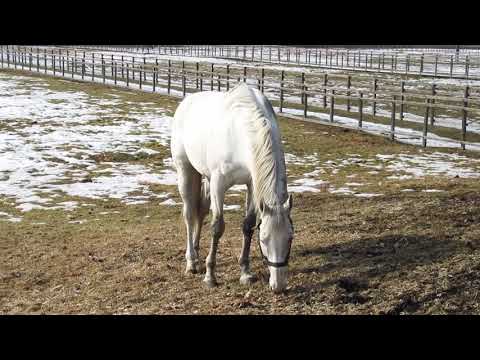 download lagu mp3 mp4 嘶き, download lagu 嘶き gratis, unduh video klip 嘶き