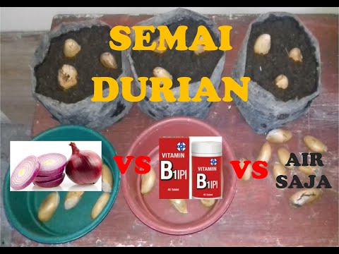 , title : 'Cara Semai Durian dengan Perangsang Bawang Merah vs Vit B1 vs Air Saja serta HASIL setelah 3 malam'