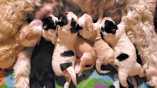 Video preview image #1  Breeder Profile in GREENCASTLE, PA, USA
