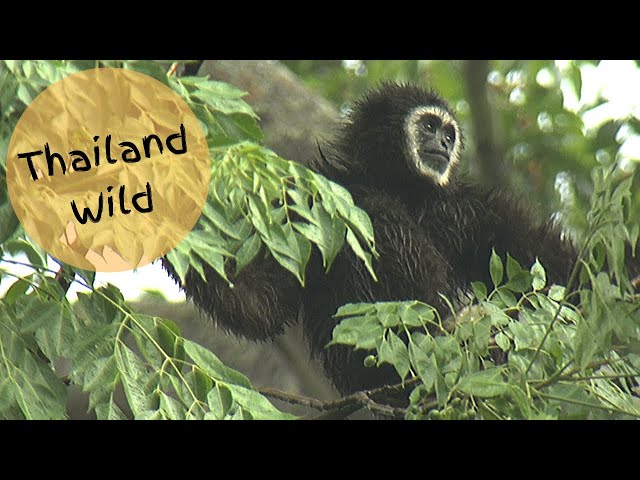 Videouttalande av gibbons Engelska