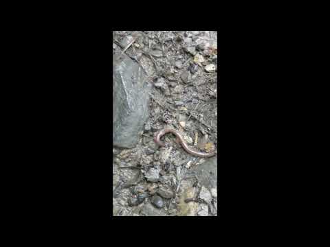 Huge Mountain Leech (Haemadipsidae)eating a worm whole : Sightings