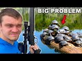 This Pond Is INFESTED With Turtles